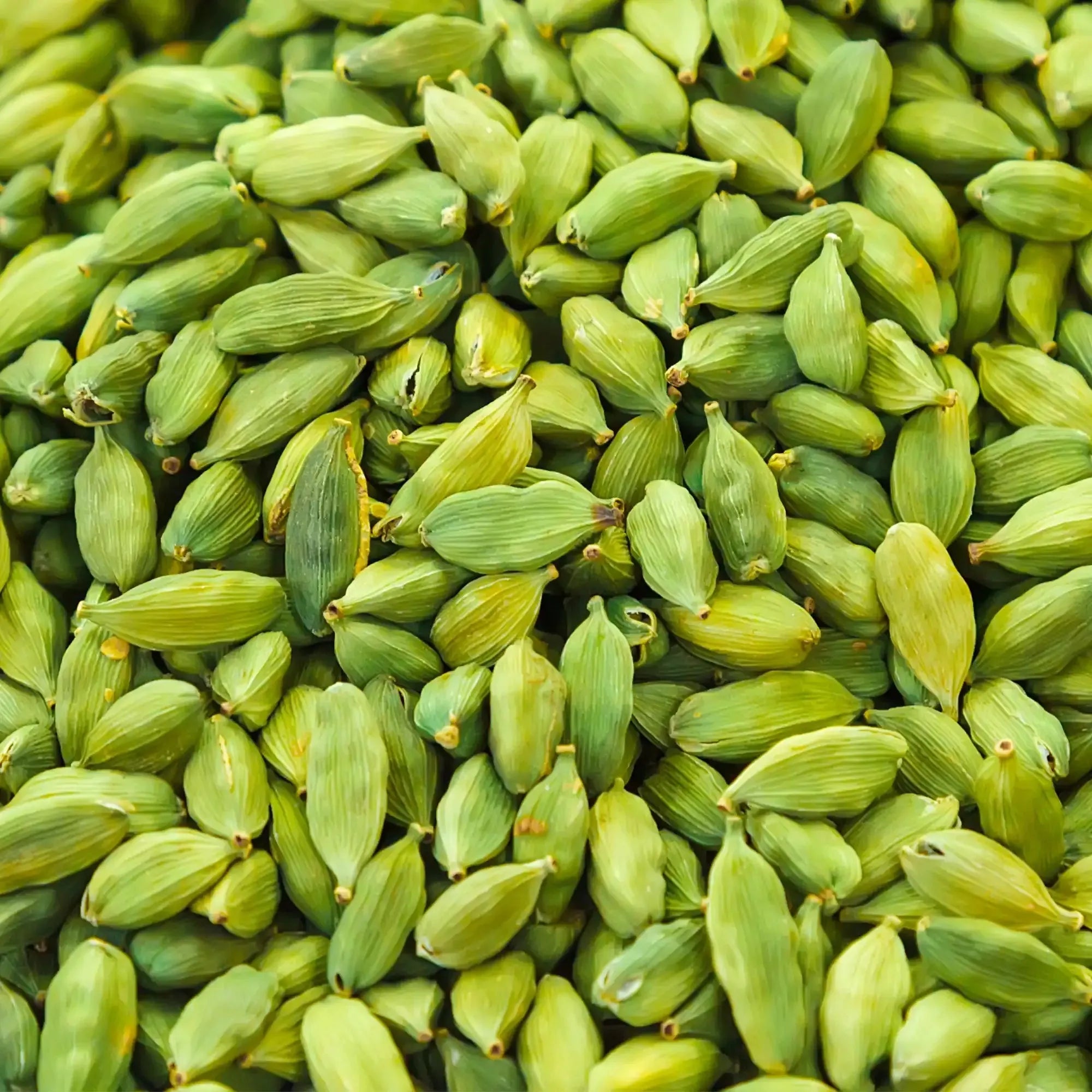Cardamom Essential Oil